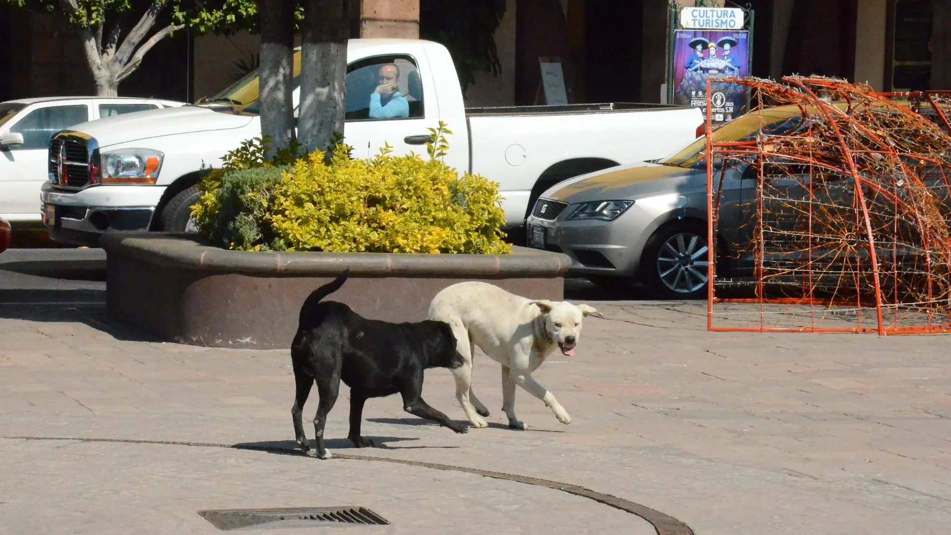 Pretenden disminuir la proliferación de perros de la calle. Foto Luis Luévanos. El Sol de San Juan del Río.